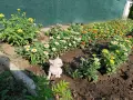 женско чихуахуа. , снимка 2