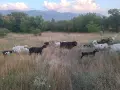 Продавам кози и ярета, снимка 4
