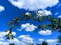 Продавам пресен плод годжи бери, снимка 4