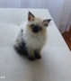 Коте порода Регдол, снимка 1