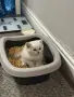 Шотландец колор поинт за разплод, снимка 7