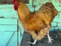Орпингтон петел , снимка 4