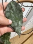 Caudata iml 1556, снимка 2