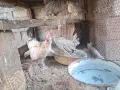 Пилета джинки чифт 15 евро, снимка 2