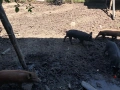 Прасета!!! , снимка 6