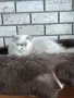 Персийско коте 😻💙, снимка 2