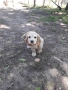 Cocker Spaniel, снимка 5