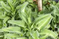 Каланхое Дегремонтиана (Kalanchoe daigremontiana) – живородно сукулентно растение, снимка 6