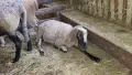 Овце и агнета за доене или продажба на месо!, снимка 3