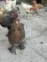 Яребични брами. , снимка 6