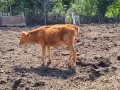 Продавам крави, юници и телета, снимка 14