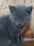 шотландска правоуха, снимка 1