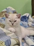 Британски късокосмести, снимка 16