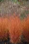 Мискантус Пурпурасценс, Miscanthus sinensis 'Purpurascens' студоустойчива, декоративна трева!!!, снимка 3