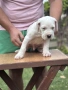 Дого Аржентино / Dogo argentino , снимка 7