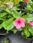 🌸🩷🌸 Каскадна винка (Vinca Darling Cascade Strawberry), снимка 3
