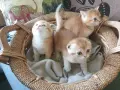 Шотландски Златни чинчили, снимка 2