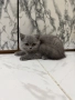 Продавам чистокръвни британски котенца на 2 и половина , снимка 4