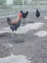 Билефелдер петел , снимка 1