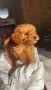 Той пудел Toy poodle, снимка 5