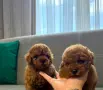 Podlle Toy Пудел Той , снимка 2
