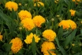 Coreopsis grandiflora Golden Sphere (Кореопсис), снимка 2