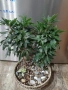 Дизиготека - Dizygotheca elegantissima, снимка 1