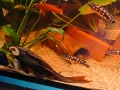 Три големи сома (Pleco), снимка 5