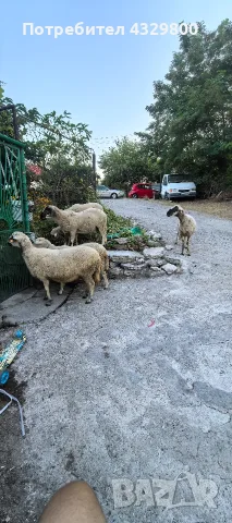 Satılık 1koç. 5 koyun hepsi satılık, снимка 3 - Други животни - 55494252