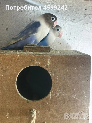 Двойка Неразделки