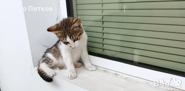 Подарявам малко котенце - момченце, снимка 4 - Други - 55231098