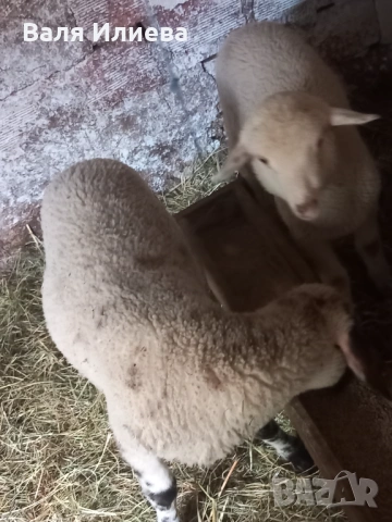 Агънца , снимка 3 - Овце - 54398491