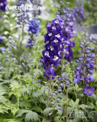 Delphinium Blue (White Bee) (Делфиниум син „White Bee“ / „Бяла пчеличка“)