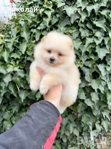 Померан мини момиче. Померанче, снимка 4 - Померан - 53971296