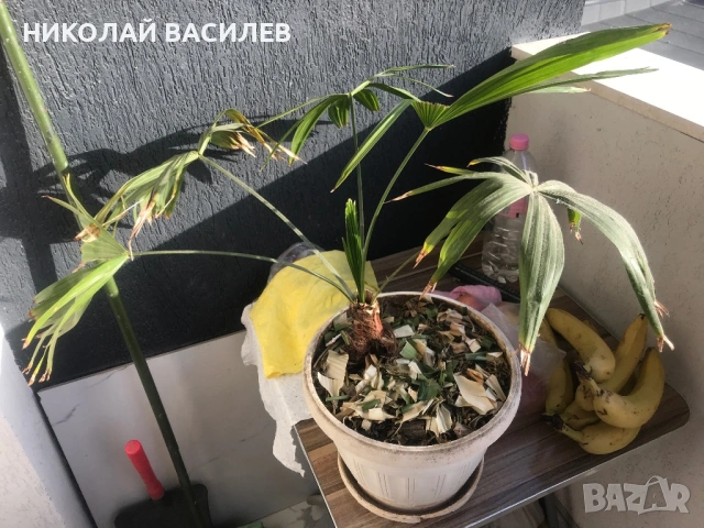 Палма  в  саксия . Вади нови листа За  засяване , снимка 3 - Градински цветя и растения - 54509587