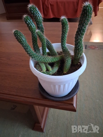 Кактус - две саксии, снимка 7 - Стайни растения - 52295804