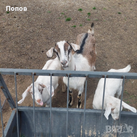 Продавам ярета