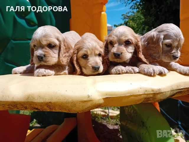 Английски кокер шпаньол, снимка 10 - Кокер шпаньол - 54722890