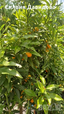  Кумкуат Arancio Citus Sinensis, снимка 6 - Градински цветя и растения - 51814230