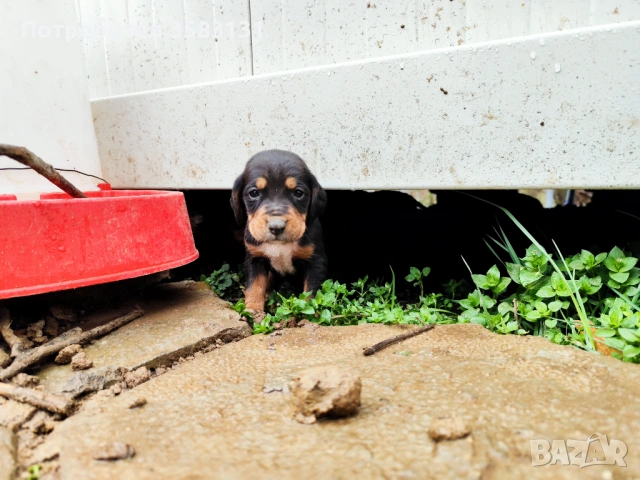         Български гончета.        Кученцата са родени на 6ти Март , снимка 5 - Гонче - 54081911