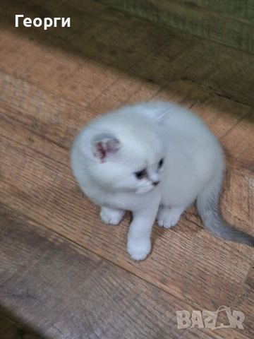 Британски късокосмести, снимка 4 - Британска късокосместа - 54100765