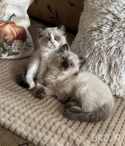 Готови за нов Дом, снимка 3 - Сиамска - 54077657