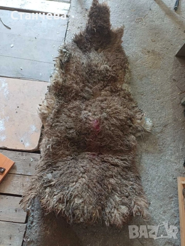 агнешки и кози кожи 