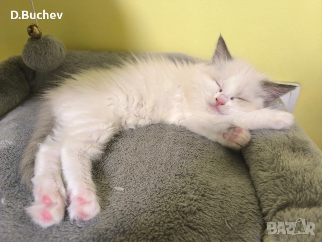 Ragdoll Cats / Регдол Котенца , снимка 6 - Други - 54549671