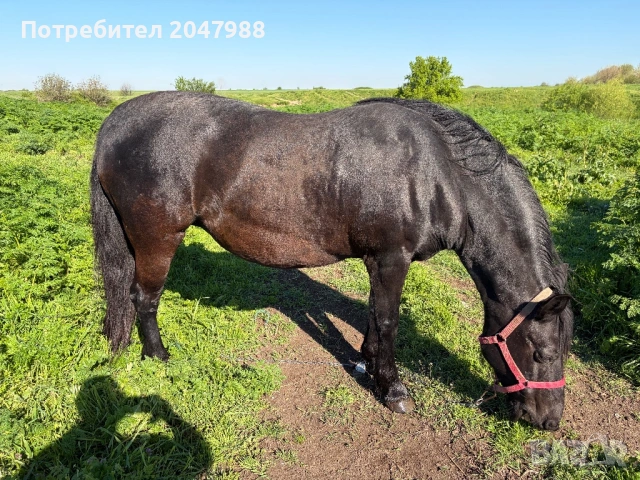 Кобила кон коне, снимка 14 - Коне - 54317054