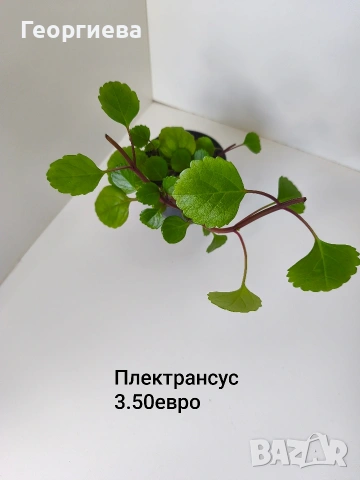 плектрантус, сенецио, снимка 3 - Стайни растения - 54716807