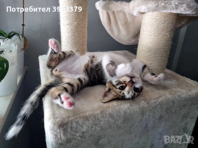 Подарявам мъжки котета!, снимка 6 - Други - 55104848