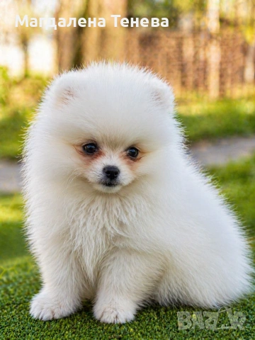 Померани , снимка 2 - Померан - 54357729