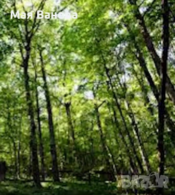 Недвижим имот