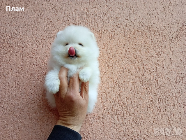 Померан. Реални снимки от 30.03.26 г.